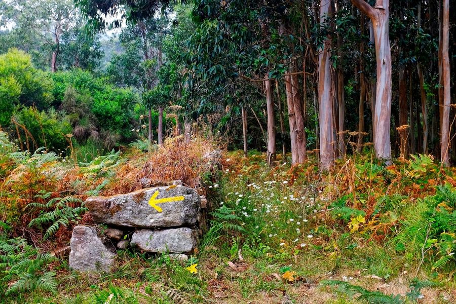 Forest on the Portuguese Camino